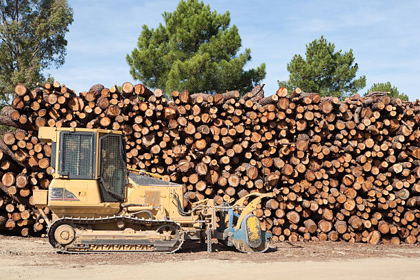 istock Pine firewood stacked and bulldozer 454185487