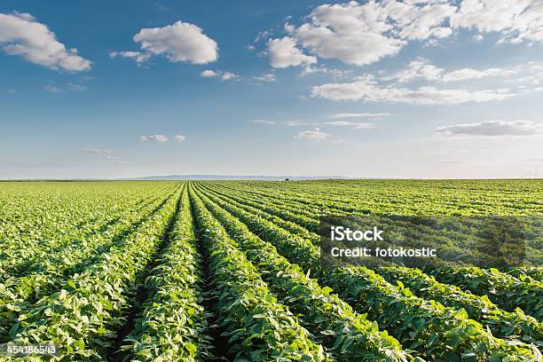 Sojabohne Field Stockfoto und mehr Bilder von Bohne - Bohne, Agrarbetrieb, Anhöhe