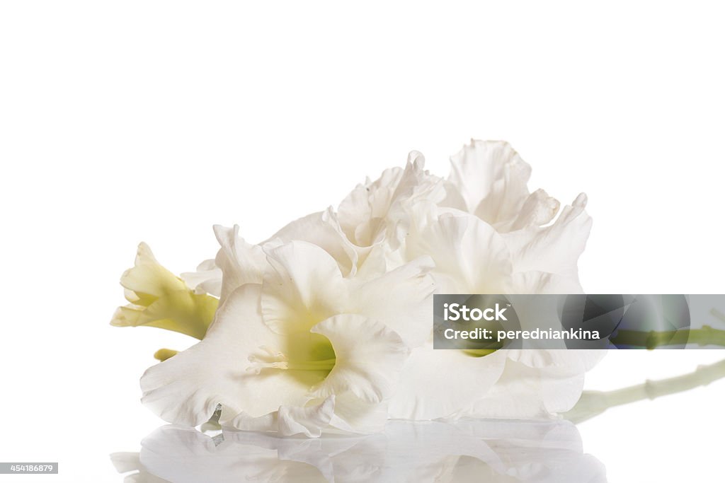 white gladioli - Lizenzfrei Baumblüte Stock-Foto