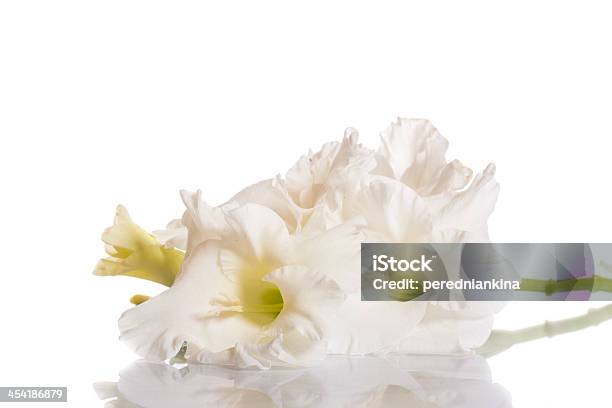 White Gladioli Stockfoto und mehr Bilder von Baumblüte - Baumblüte, Blume, Blüte