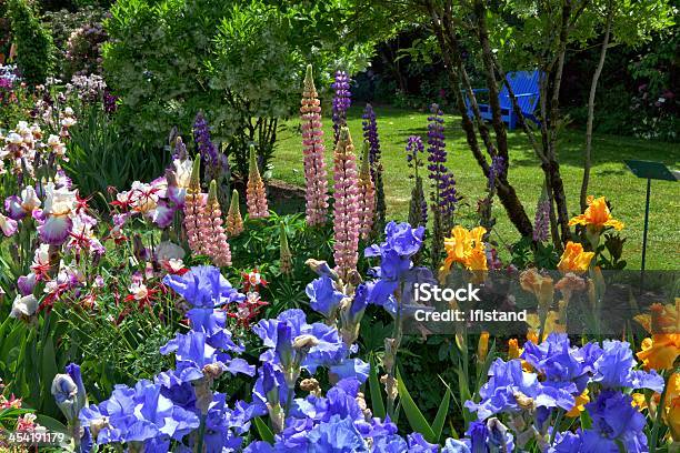 Iris Garden Stock Photo - Download Image Now - Oregon - US State, Flower, Flower Head