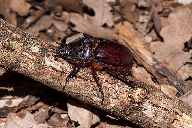 istock European rhinoceros beetle 454191963