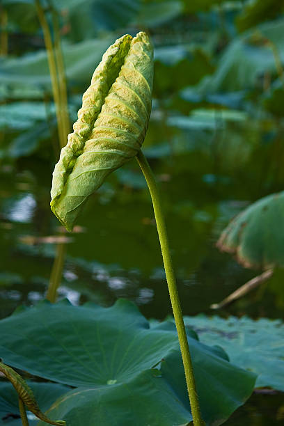 Lotus - foto de stock