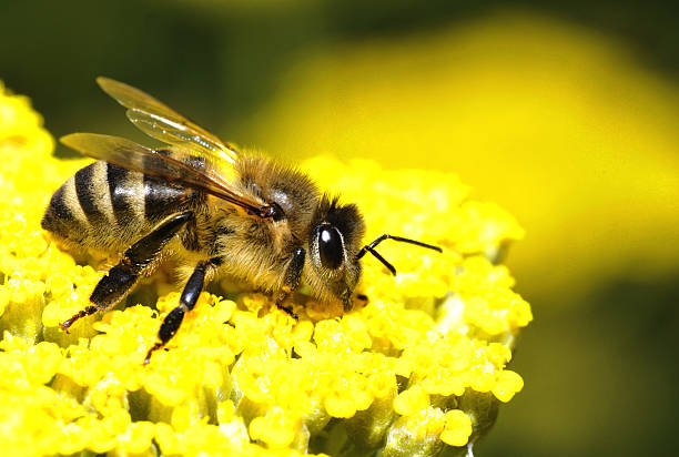 honey bee stock photo