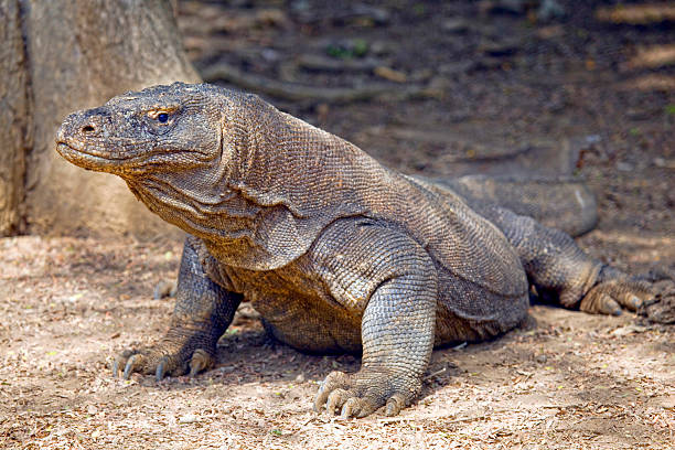 istock Komodo dragon in the wild, Indonesia. 454195359