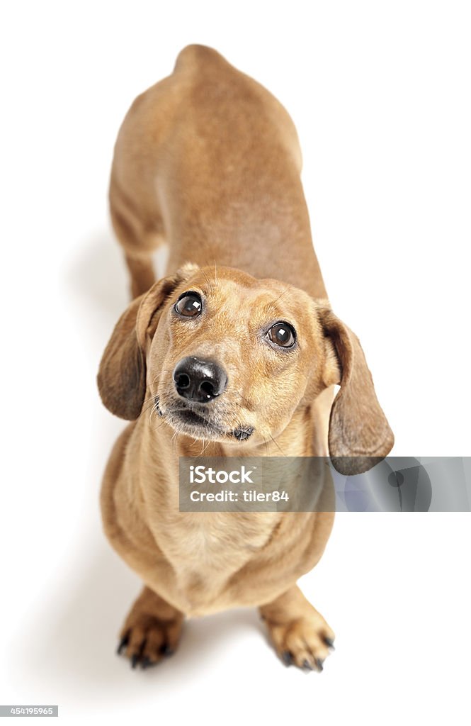 Jolie brown Teckel chien isolé sur fond blanc - Photo de Animaux de compagnie libre de droits