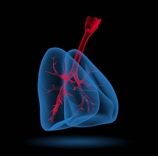 istock 3D medical illustration - lungs with visible bronchi 454197113