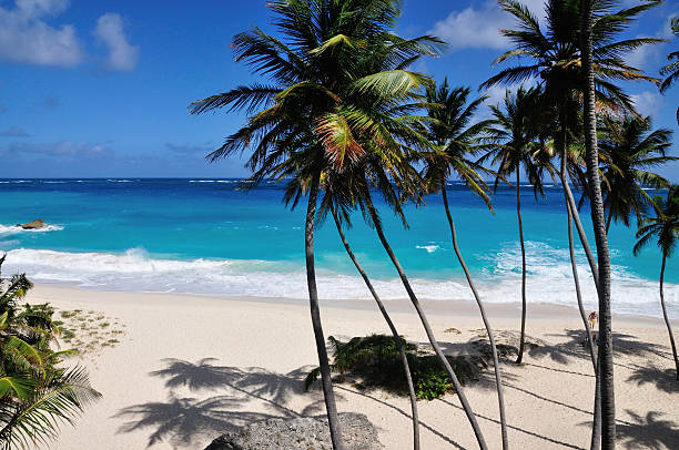 istock Palm Trees and Shadows on the Beach 454197169