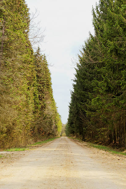 istock dirt road in the forest 454197217