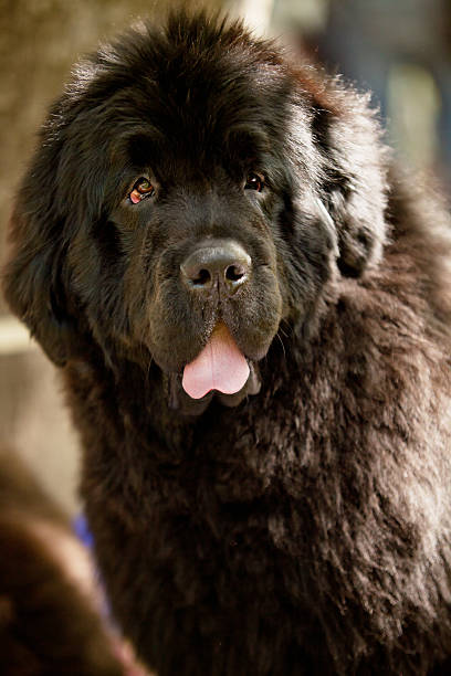 istock Newfoundland dog puppy portrait 454198319