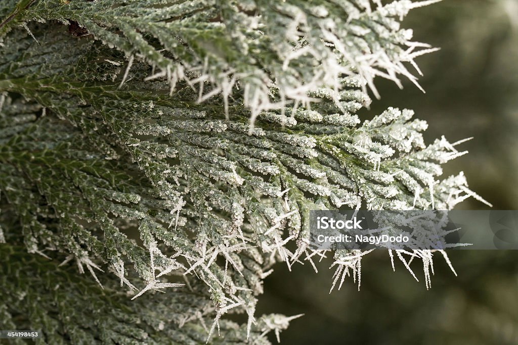 대한 hoarfrost thuja 잔가지 - 로열티 프리 0명 스톡 사진