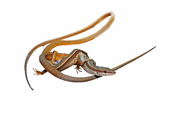 Long-tailed Lizard mating. Long-tailed Lizard  on white background long tailed lizard stock pictures, royalty-free photos & images