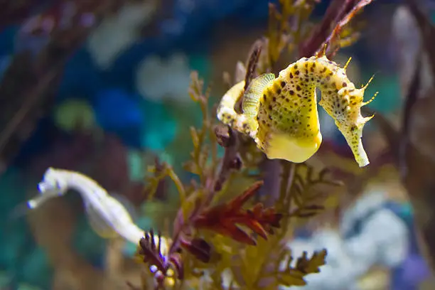 Photo of Underwater photo of sea horses amongst seaweed