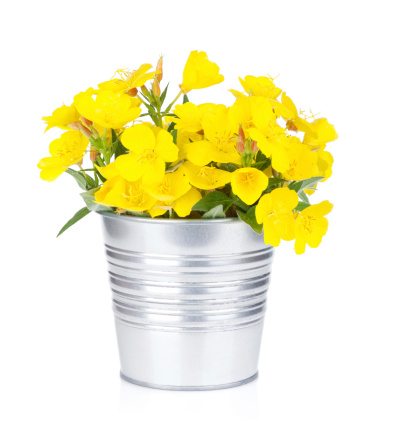 Yellow flowers in bucket. Isolated on white background