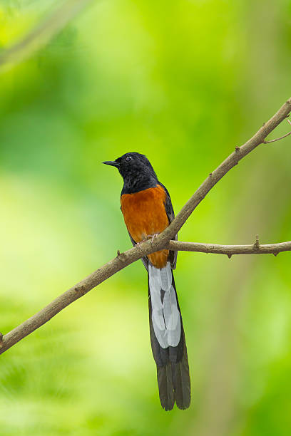 istock Male White-Rumped Shama 454202459