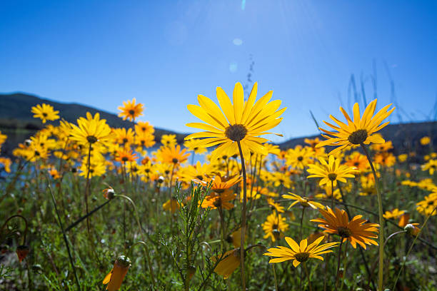 istock Yellow daisies face the sun 454202937