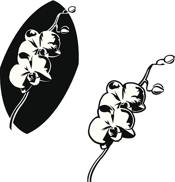 Vector illustration of orchid Orchidaceae