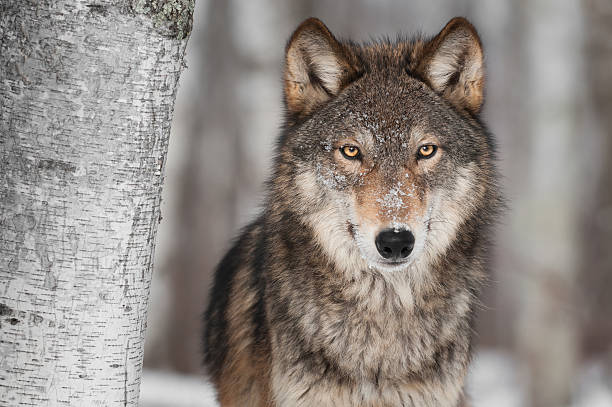 grey wolf (can lupus) al lado del abedul - perro salvaje fotografías e imágenes de stock