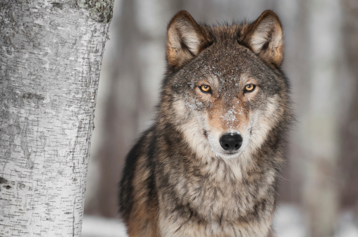 Grey Wolf (Canis lupus) Next to Birch Tree - captive animal