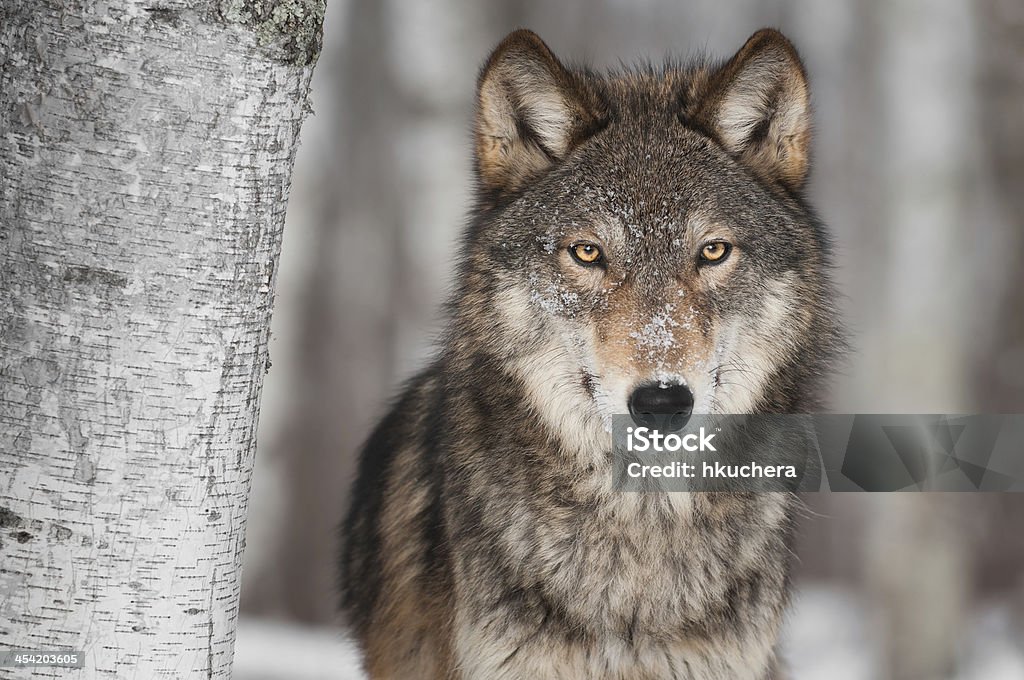 Grey Wolf (Canis lupus) Next to Birch Tree Grey Wolf (Canis lupus) Next to Birch Tree - captive animal Wolf Stock Photo