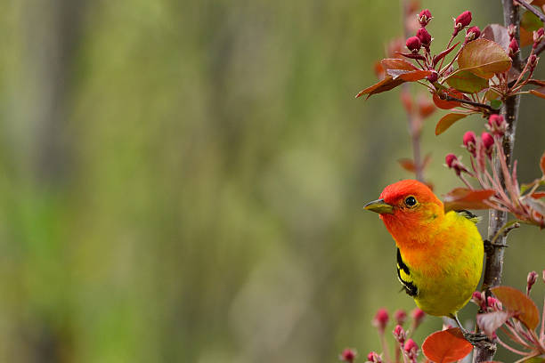 western Tanager in tree Very colorful Western tanager in a colorful tree facing left with large ad space piranga ludoviciana stock pictures, royalty-free photos & images