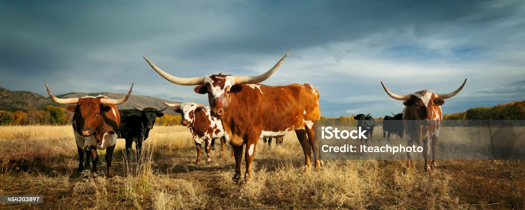 Tre amigos - Foto stock royalty-free di Vacca Texas Longhorn