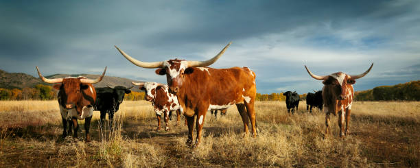 3 amigos - texas longhorn cattle ストックフォトと画像