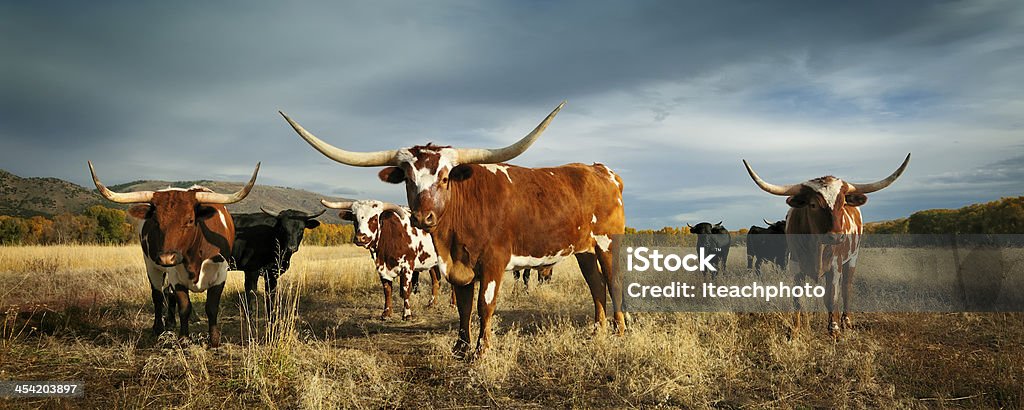 Three amigos Three big and bold longhorn cattle lined up with beautiful background Texas Longhorn Cattle Stock Photo