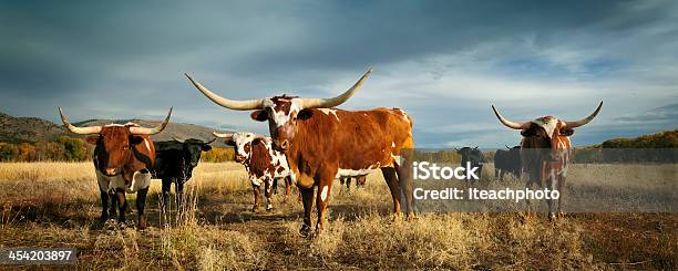 Three Amigos Stock Photo - Download Image Now - Texas Longhorn Cattle, Cattle, Cow