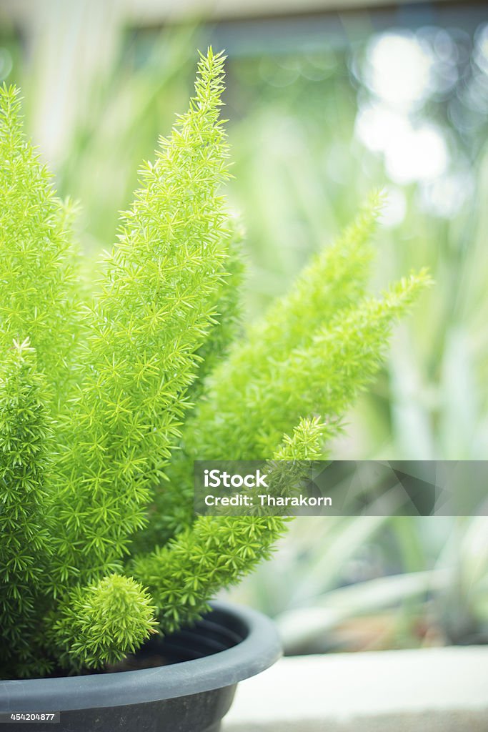 Asparagus Fern Asparagus Fern background Animal Wildlife Stock Photo