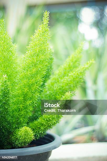 Asparagus Fern Stock Photo - Download Image Now - Animal Wildlife, Fern, Nature