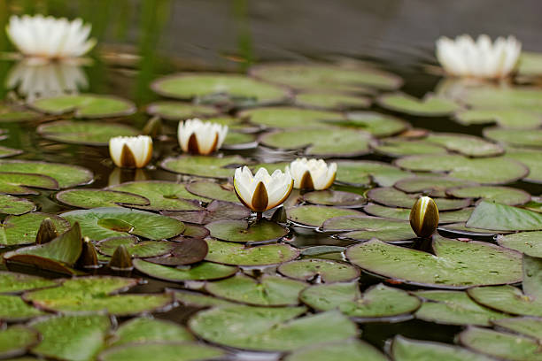 istock water lily on the pond 454204895