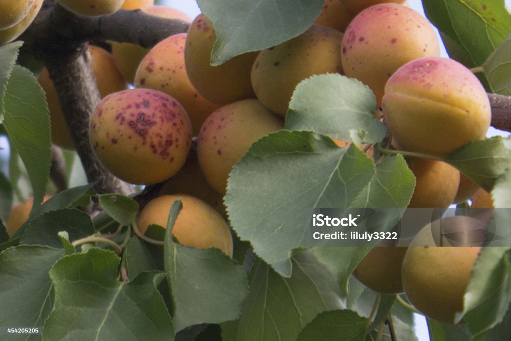 Aprikosenbaum. - Lizenzfrei Anmerkung Stock-Foto