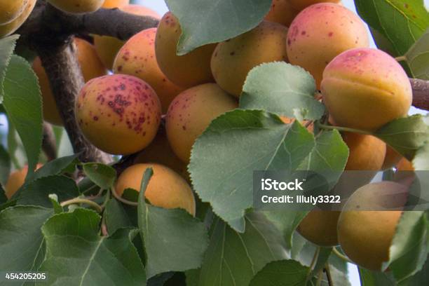 Aprikosenbaum Stockfoto und mehr Bilder von Anmerkung - Anmerkung, Fotografie, Frühstück