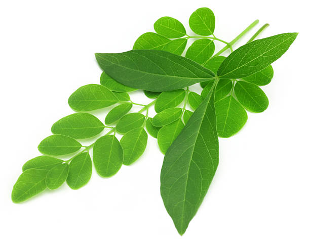 istock Medicinal vitex negundo  with moringa leaves 454205415