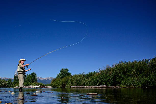 Male flyfisherman in mountain stream Male flyfisherman in mountain stream with mountains in background from a very low angle, Flyline is very visible and in full curl fisherman photos stock pictures, royalty-free photos & images