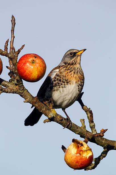istock Fieldfare, Turdus pilaris 454206201