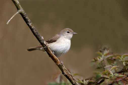 Garden warbler, Sylvia borin, single bird on branch, Warwickshire, May 2012