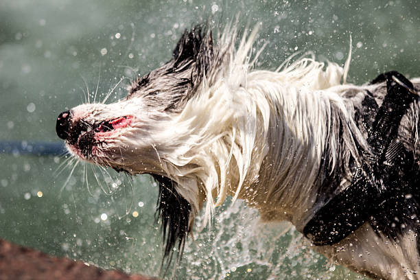 Shaking dog stock photo