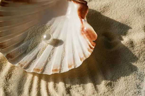 Photo of pearl in the seashell