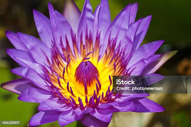 Lila Lotus Stockfoto und mehr Bilder von Aquatisches Lebewesen - Aquatisches Lebewesen, Blatt - Pflanzenbestandteile, Blau