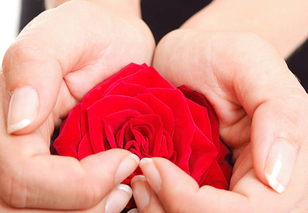 istock Woman hands heart with rose petals 454222277
