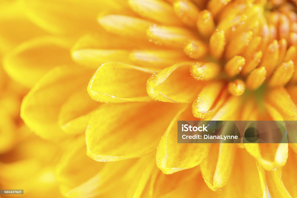 Крупный план chrysanthemum flower - Стоковые фото Без людей роялти-фри