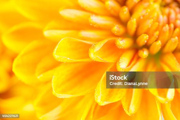 Крупный План Chrysanthemum Flower — стоковые фотографии и другие картинки Без людей - Без людей, Ботаника, Горизонтальный