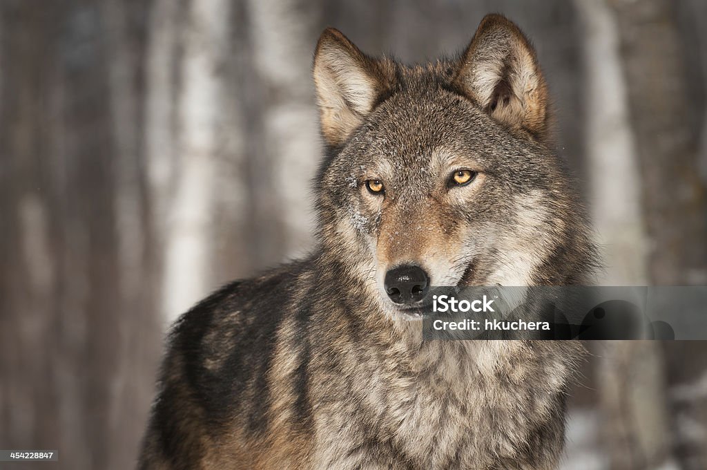 Grey Wolf (Canis lupus) Looks Left Grey Wolf (Canis lupus) Looks Left - captive animal Animal Stock Photo