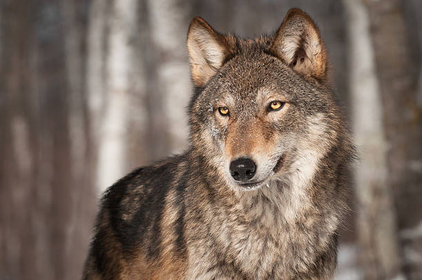 Grey Wolf (Canis lupus) Looks Left stock photo