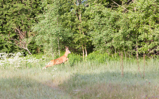 Roebuck on hayfield near green forest