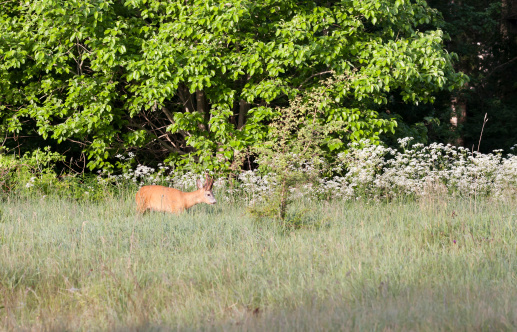 Roebuck on hayfield near green forest