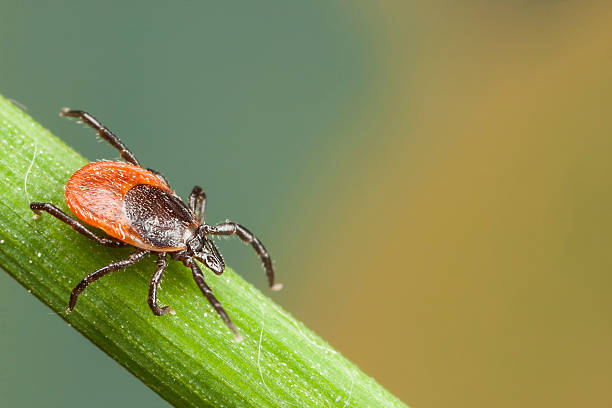 A red tick feeding on a plant straw stock photo