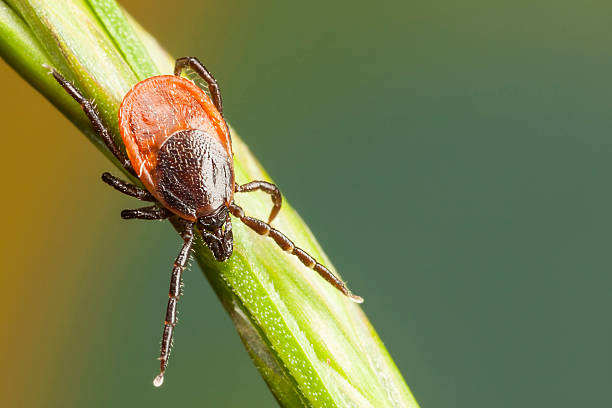 istock Tick on a plant straw 454232093